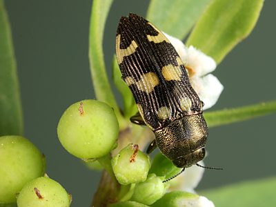 Castiarina cupreoflava, PL4601, male, on Myoporum insulare, EP, 12.9 × 4.9 mm